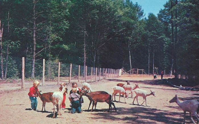 Michigans Adventure (Deer Park) - 1960S Postcard As Deer Park (newer photo)
